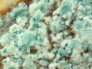 Mold Removal Services | Carpet Cleaning Concord, CA Mold Removal Services | Carpet Cleaning Concord, CA