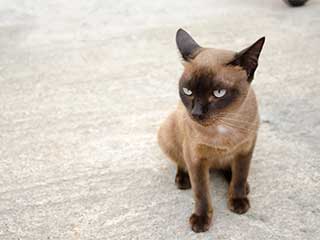 Carpet Cleaning Concord, CA | Pet Hair Cleaning Carpet Cleaning Concord, CA | Pet Hair Cleaning